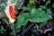 Arum maculatum with leaf and ripe berries