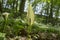 Arum maculatum snakehead flower in bloom