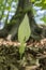 Arum maculatum snakehead flower in bloom