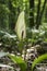 Arum maculatum snakehead flower in bloom