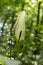 Arum maculatum snakehead flower in bloom