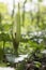 Arum maculatum snakehead flower in bloom