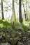 Arum maculatum snakehead flower in bloom