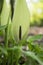 Arum maculatum snakehead flower in bloom