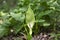 Arum maculatum snakehead flower in bloom