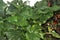 Arum maculatum, snakeshead, Lords-and-ladies