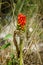 Arum palaestinum