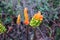 arum palaestinum found in our pathway