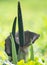 Arum palaestinum on a green background