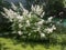 Aruncus blooms Latin aruncus dioicus.