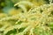 Aruncus dioicus or goat beard white plant close up . Fluffy white. Abstract natural background