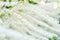 Aruncus dioicus or goat beard white plant close up with green blossom in garden