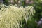 Aruncus vulgaris dioicus white tall spring flowering plant, group of Bucks-beard flowers in bloom