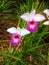 Arundina graminifolia flowers