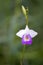 Arundina graminifolia terrestrial orchid flower