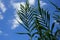 Arundo donax grows in August. Rhodes Island, Greece