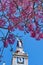 Arupo flowers framing a church