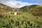 ARURE, LA GOMERA, SPAIN: Cultivated terraced fields near Arure with cactus plants in the foreground