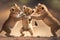 As the lion cubs play together, their soft, fluffy fur bounces with each energetic movement, and their adorable antics bring joy