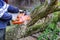 As a result of a hurricane storm, a worker with a chainsaw saws down trees that are falling onto the asphalt