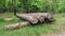 As a result of sanitary felling of trees at the edge of the forest, a stack of logs is stacked in the grass for later removal for