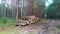 As a result of sanitary felling of trees at the edge of the mixed forest along the road, a stack of logs was stacked for subsequen