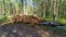 As a result of sanitary felling of trees at the edge of the mixed forest, a stack of logs was stacked for later removal for indust