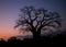 As the sunsets the silhouette of a baobab tree