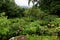 Asa Wright Nature Centre garden and rainforest In Trinidad and Tobago