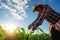 Asain farmer touches green leaves of young green corn growing on the field with blue sky at sunset. Concept of natural farming,