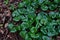 Asarum europaeum or asarabacca or european wild ginger green plant background