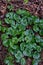 Asarum europaeum or asarabacca or european wild ginger green plant background