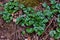 Asarum europaeum or asarabacca or european wild ginger green plant background