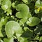 Asarum europaeum, commonly known as asarabacca, European wild ginger, hazelwort, and wild spikenard, is a species of flowering