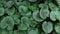 Asarum europaeum medical herb. Green plant of panorama slow motion with steadicam.