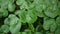 Asarum europaeum medical herb. Green plant of panorama slow motion with steadicam.