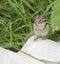 Asbestos Roofing with Rodent