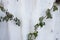 Asbestos wall. slate wall of gray and white with green leaves. Brown stains on slate