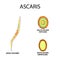 Ascaris the structure of an adult. Fertilized and unfertilized egg. The structure of the egg ascarids. Set. Infographics.