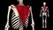 Ascending part of trapezius - real color - 3D model