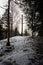 Ascending Serenity: Snowy Trail Through Pokainu Mezs\\\' Forest Heights, Dobele, Latvija