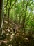 The ascending trail to Poenari Castle, Romania