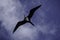 Ascension Island Frigatebird