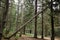 Ascent to the top of Mount Hoverla.