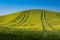 ASCIANO, TUSCANY, Italy - Landscape with yellow flowers in the C