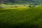 ASCIANO, TUSCANY, Italy - Landscape with yellow flowers in the C