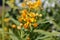 Asclepias curassavica `Silky Gold`, Golden Butterflyweed