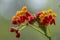 Asclepias curassavica tropical beautiful flowers in bloom, red orange yellow flowering plant