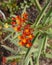 Asclepias curassavica or tropical milkweed, selective focus on the flower, partially blurred