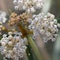 ASCLEPIAS FASCICULARIS BLOOM - SAN GABRIEL MTNS - 070221